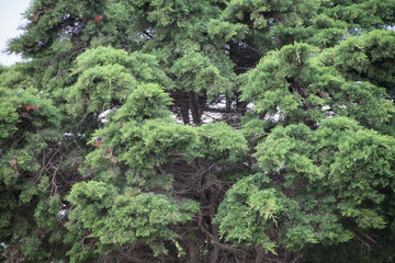 trees in and around port Elizabeth.
