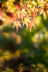 紅葉本番間近の美しい公園　水辺の紅葉