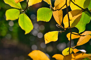 葉に当たる太陽の光