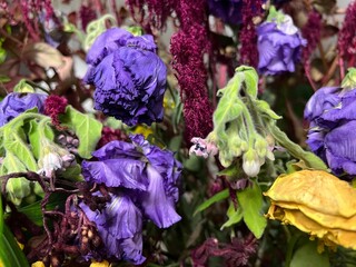 枯れた紫の花
