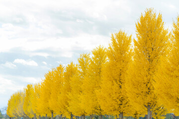 Fototapeta premium Ginkgo trees 銀杏並木