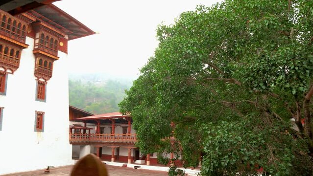Bodhi tree in Bhutan