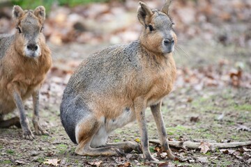 Mara