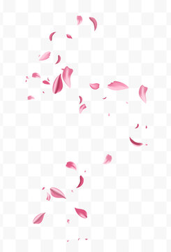 Beautiful Rose Blur Vector Transparent