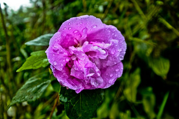 dew drops on purple flowers