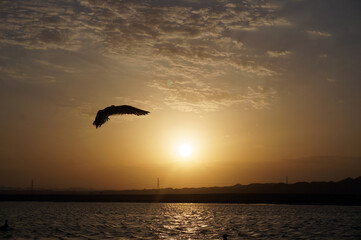 seagull on the sunset