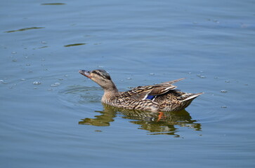  Canard 