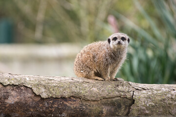 suricate