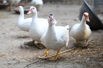 Group white duck in farm thailand