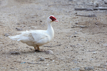 The white duck in farm thailand