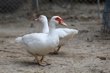 Group white duck in farm thailand