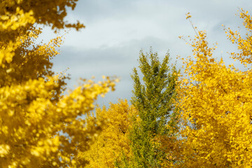 Ginkgo trees　銀杏並木