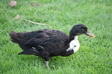 Canard de Duclair