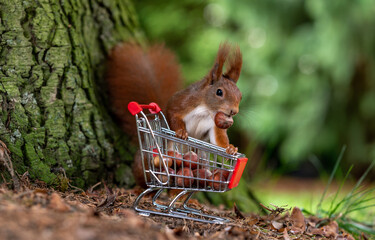 European red squirrel is collecting hazelnuts in a shopping trolley.	
