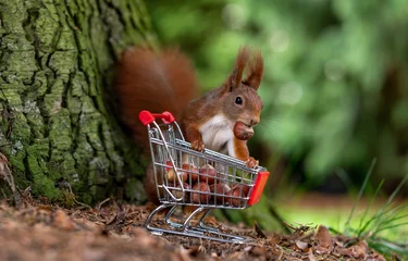 Schilderijen op glas European red squirrel is collecting hazelnuts in a shopping trolley.  © Fokussiert