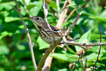 Tree Pipit // Baumpieper (Anthus trivialis)