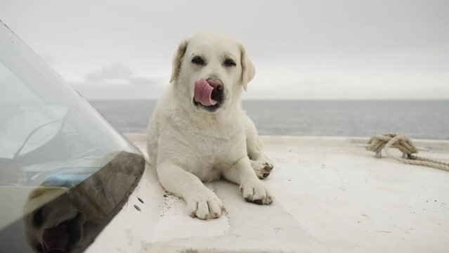 A white Labrador rests on a boat. A dog against the backdrop of the sea in cloudy weather.