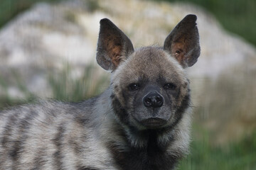 Naklejka premium hyène