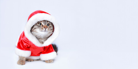 Cat in Santa costume. Christmas Cat card. Kitten on the white background. Concept of adorable little pets. Kitten Santa Claus. Merry Christmas. Happy New Year. Winter. Copy space. Place for text.