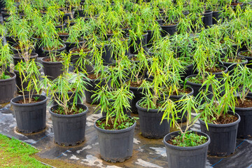 Oleander seedlings ornamental shrub, propagated vegetatively by cuttings in the greenhouse of the...