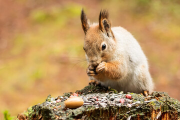 A cute fluffy squirrel sits on a stump eating seeds. Care and attention of people to forest wild...