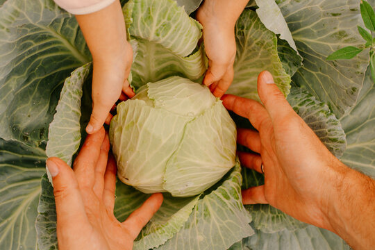 Father and daughter in garden with growing cabbage