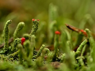 Mosses and ascending lichens in Poland.