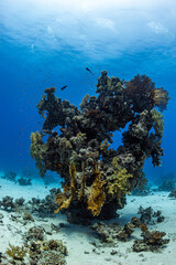 Bunte Fische in tropischem Korallenriff