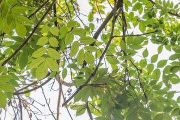 Yellow green autumn leaves november.