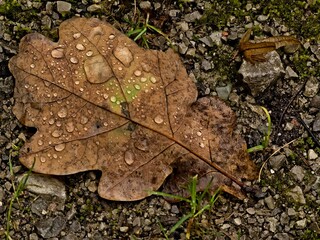 Oak leaf in the raindrops.
