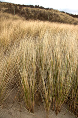 Oyat (Ammophila arenaria) plante des dunes du littoral