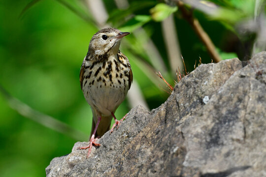 Baumpieper // Tree Pipit (Anthus trivialis)