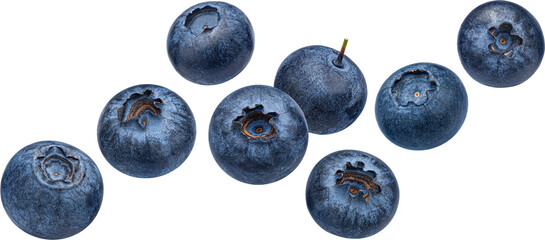 Blueberry berry isolated - obrazy, fototapety, plakaty