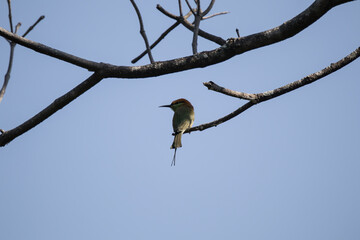 Red whiskered Bulbul Bird on Tree