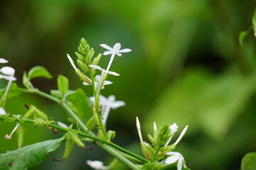 Plumbago zeylanica (Also called Daun encok, Ceylon leadwort, doctorbush, wild leadwort) on the tree. Early folk medicine used the crushed plant internally and externally as an abortifacient