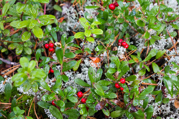 Lingonberry berries on a branch in a forest in a swamp.