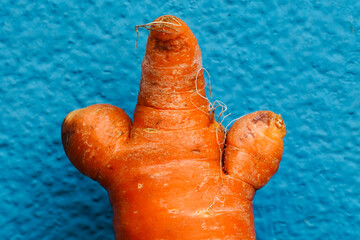 Ugly carrot root vegetable grown like human body part isolated against the blue color wall...