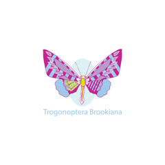 butterfly isolated on white.  logotype trogonoptera brookiana 