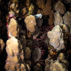 Kleine Sepia und Dornenkronen - Seestern im Korallenriff bei Nacht