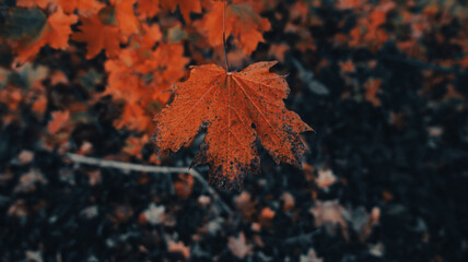 focus on an orange tree leaf. a tree leaf in autumn isolated. close up of a tree leaf in autumn color