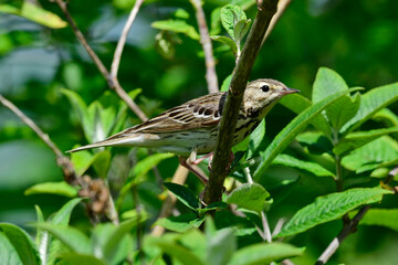 Fototapeta premium Tree Pipit // Baumpieper (Anthus trivialis)