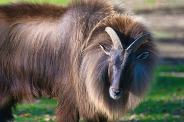 Fototapeta premium chèvre