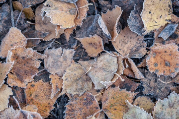 background of autumn leaves in the frost