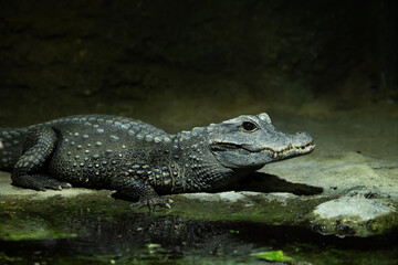 Krokodil am Wasser