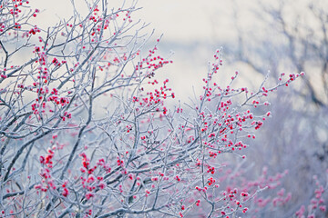 Winterberry or the deciduous ilex verticillata covered in hoar frost.