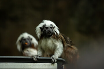 Totenkopf Affe