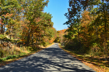 Fototapeta premium road in the autumn forest