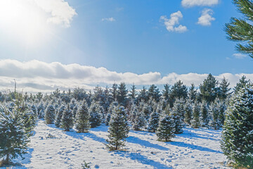 Rows of balsam fir trees in a Christmas tree farm. - obrazy, fototapety, plakaty