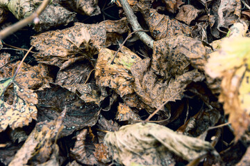 Fallen autumn leaves of brown color lie on the ground.