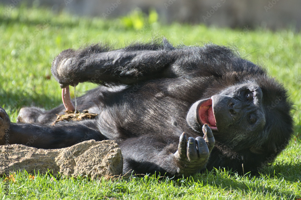 Canvas Prints Chimpanzee à dos argenté